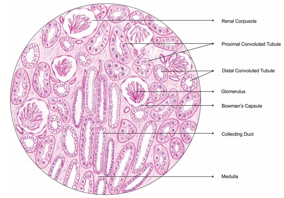 kidney.jpg